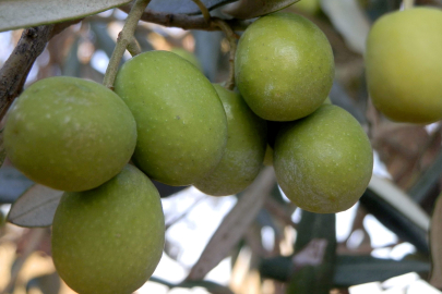 Mut'ta Zeytin Rekoltesi Yükseldi, Fiyatlar Düştü