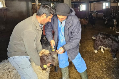 Güroymak’ta Küçükbaş Hayvanlara Aşı ve Küpeleme Sürüyor