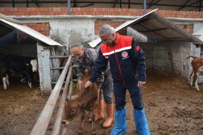 Samsun'da Jersey Projesi Süt Verimini Arttırıyor