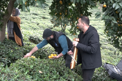 Rize'de Kemençe Eşliğinde Mandalina Hasadı Başladı