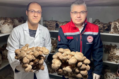 Balıkesir'de Kral İstiridye ve Shiitake Hasadı Başladı