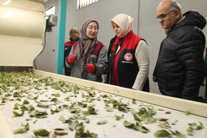 Devlet Desteği ile Defne İşleme Kapasitesi 3 Kat Arttı