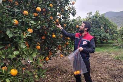 Koçarlı’da Narenciye Bahçelerinde Pestisit Kontrolü Yapıldı