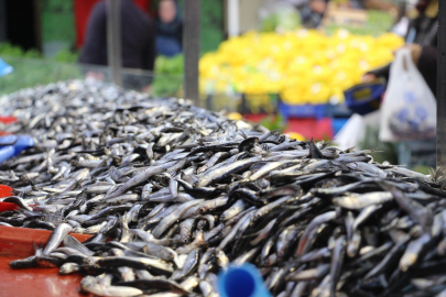 Bolu'da Hamsi Fiyatları Düştü, Rağbet Arttı