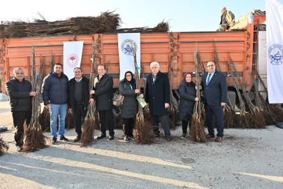 Denizli Ceviz Üretiminde Zirveye Doğru İlerliyor