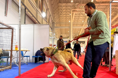 Şanlıurfa'nın Güçlü Koruyucuları: Guregh Köpekleri