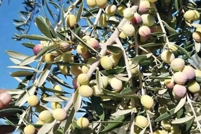 Denizli'de Zeytin Üreticileri Destek Bekliyor