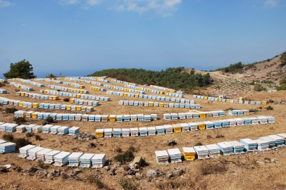 Aydın’da Arıcılara 6,7 Milyon TL Destek Ödemesi