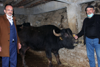 Giresun’da Manda Yetiştiricilerine 8 Milyon TL Destek Ödemesi