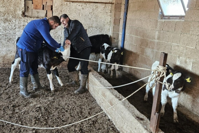 Afyonkarahisar Dazkırı’da Hayvanlara Aşılama Yapıldı