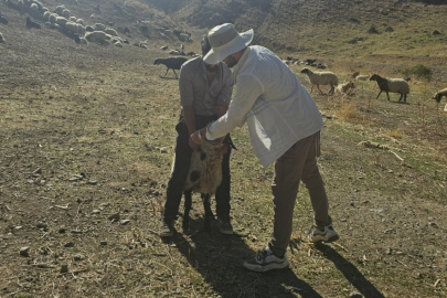 Yüksekova’da 62 Köyde Hayvan Sağlığı İçin Aşı Çalışması