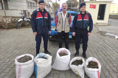 Zeytin Hırsızlarına Karşı Gece Gündüz Nöbetteler