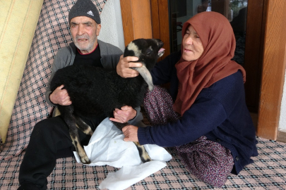 Yoğun Tipide Kuzularına Sarılarak Hayatta Kaldı