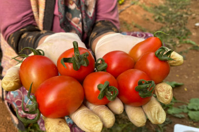 Aksu Örtü Altı Tarımda Liderliğini Sürdürüyor