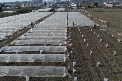 Depremzede Çiftçi, Hatay’da Erkenci Kabak İçin Sera Kuruyor