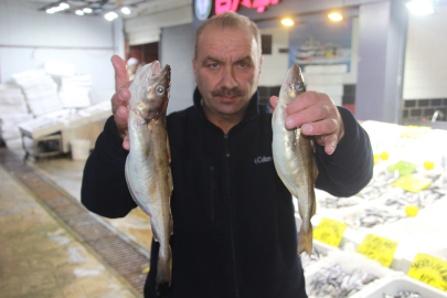 Ordu’da Balıkçıların Ağlarına 1 Kiloluk Mezgit Takıldı