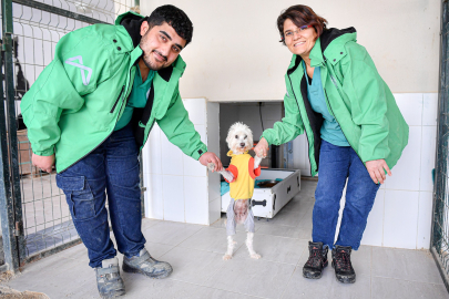 Mersin’de Binlerce Patili Dost Yeni Yuvaya Kavuştu