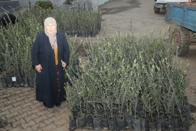 Eceabat’ta Yangından Etkilenen Üreticiye Zeytin Fidanı Desteği