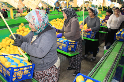 Limonun Başkenti Erdemli’de Hasat Yoğunluğu