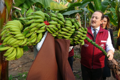 Muz ve Mandalinada Tescilli Yeni Çeşitler Üretildi