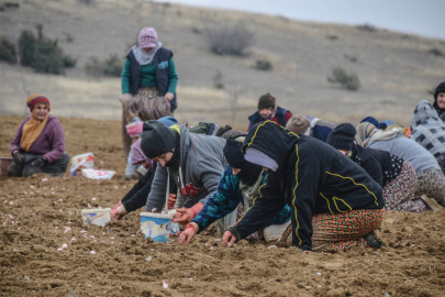 Taşköprü'de "Beyaz Altın" Sarımsak İçin Dikim Sezonu Başladı