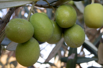 Mut’ta Zeytin Rekoltesi Düşüş Gösterdi