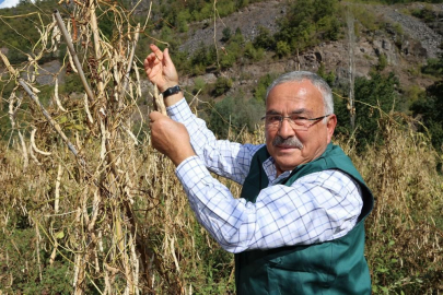 Akkuş Şeker Fasulyesi Türkiye Pazarına Açılıyor