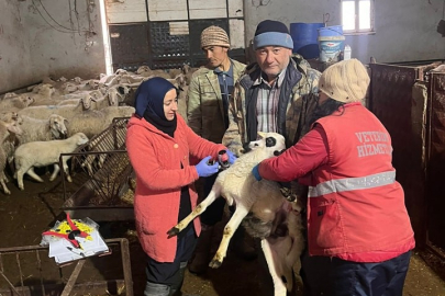 Sandıklı’da küçükbaş hayvanlara aşılama çalışması yapıldı