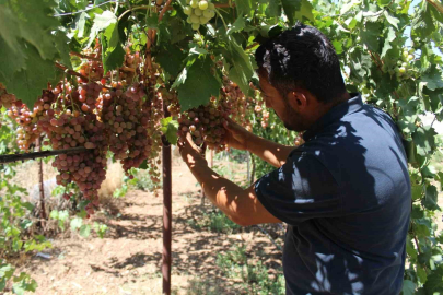 Siirt, Üzüm Üretiminde Türkiye’de İlk 10’a Girdi