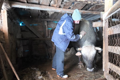 Artvin’de Boğa Güreşleri İçin Kış Boyunca Özenli Hazırlık