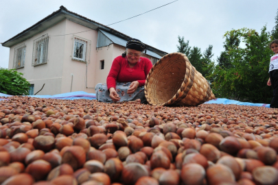 Düzce’den AB Ülkelerine 5 Bin 422 Ton Fındık İhraç Edildi