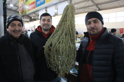 Amasya’nın ‘Sarı Altını’ Çiçek Bamya Rekor Kırdı