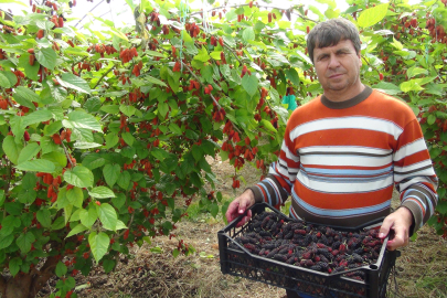 Silifke'de Karadut Hasadı: Üretimin %70'i İhraç Ediliyor