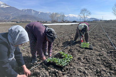 Erzincan’da Kertah Lahanası Dikimi Başladı