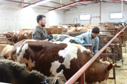 Yozgat’ta Şap Hastalığına Karşı Aşılama Sürüyor